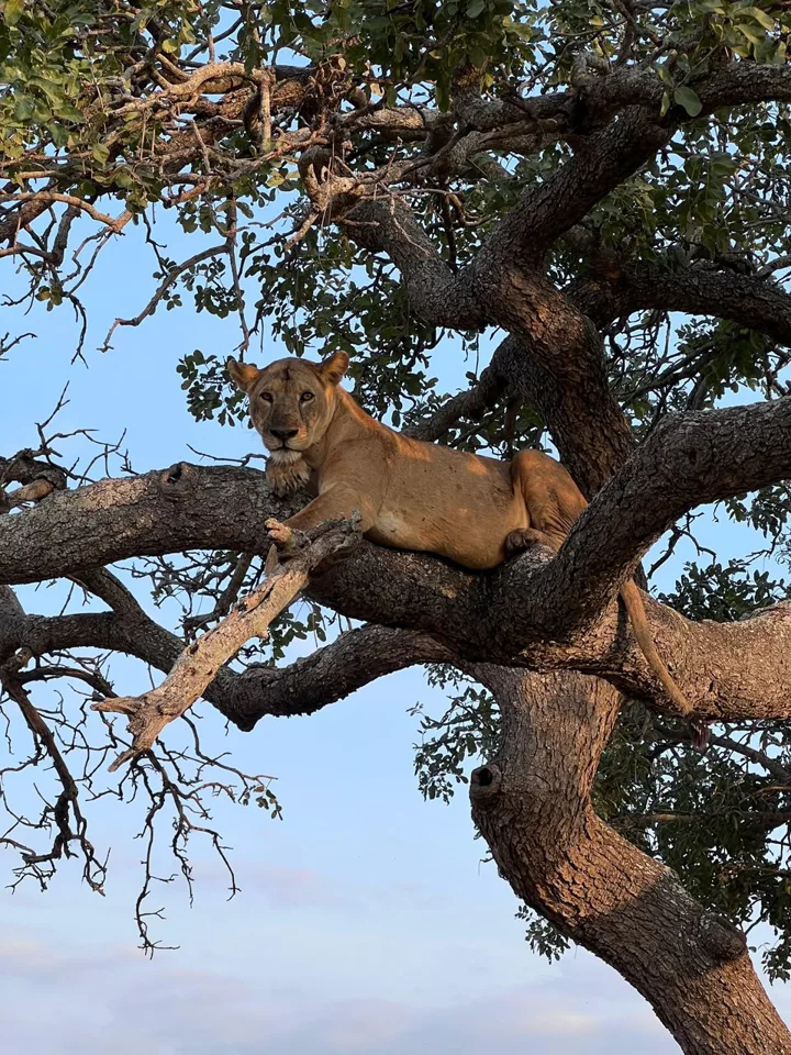 Lion resting in an acacia tree