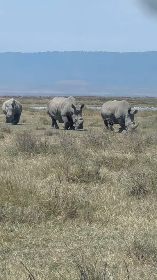Elephants on safari