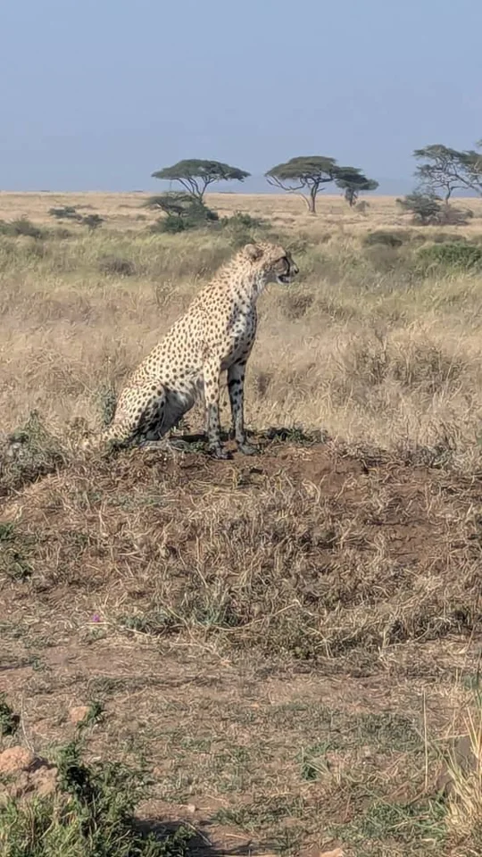 Cheetah on the grassland