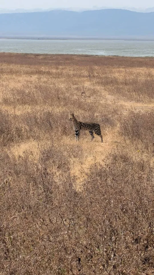 Wildlife in tall grass