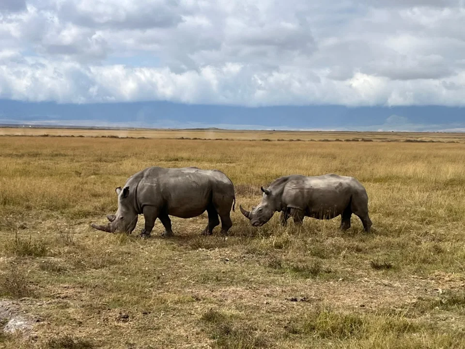 Explore Tanzania’s Northern Circuit through guided itineraries, from Tarangire and Lake Manyara to Serengeti and Ngorongoro.