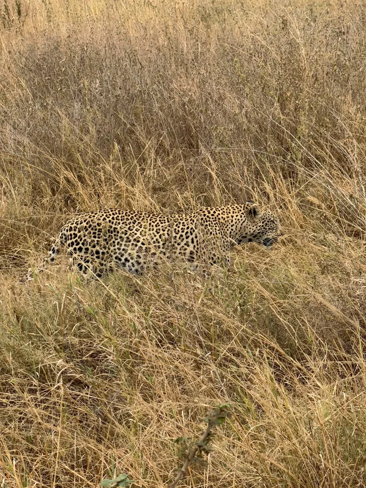 Wildlife in the grass