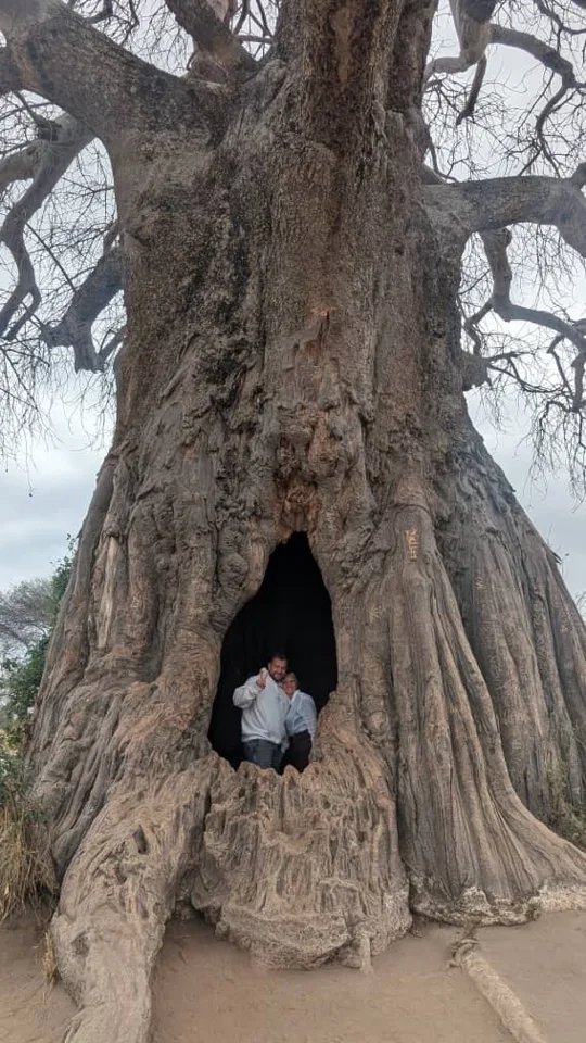 An old baobab tree