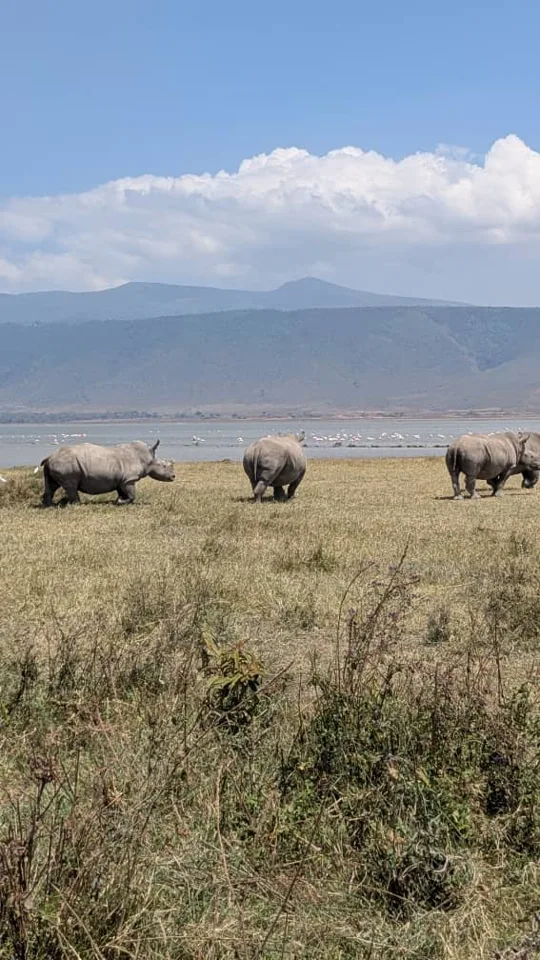 Zebras in the landscape