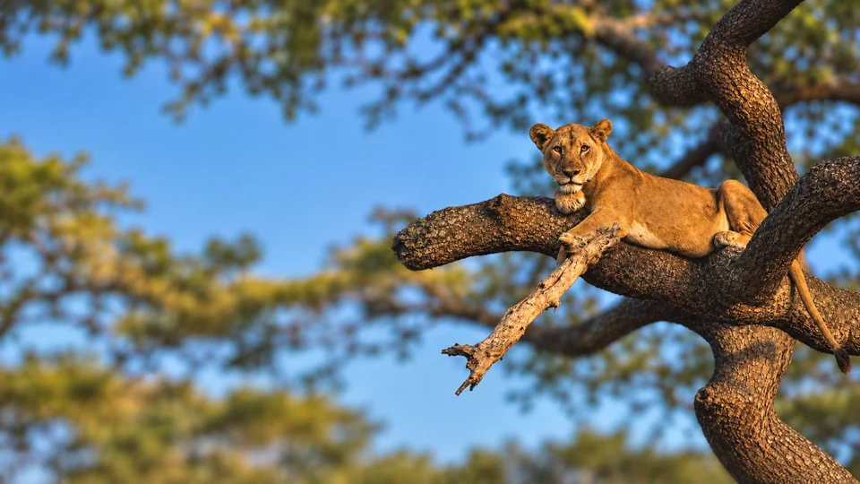 5-Day Serengeti & Ngorongoro Safari
