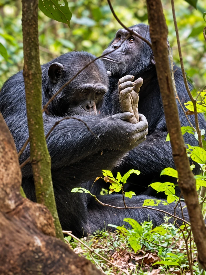 Chimpanzees in forest foliage