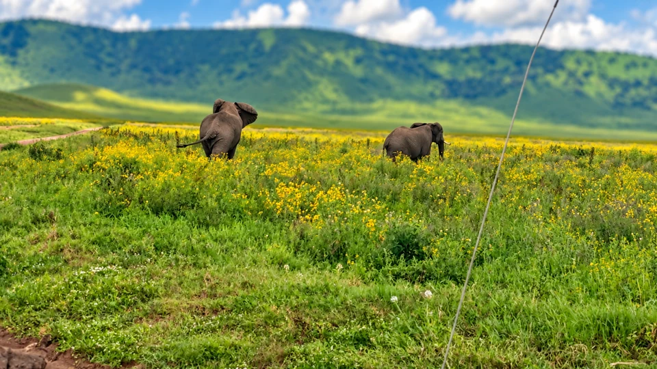 5-Day Affordable Tanzania Safari