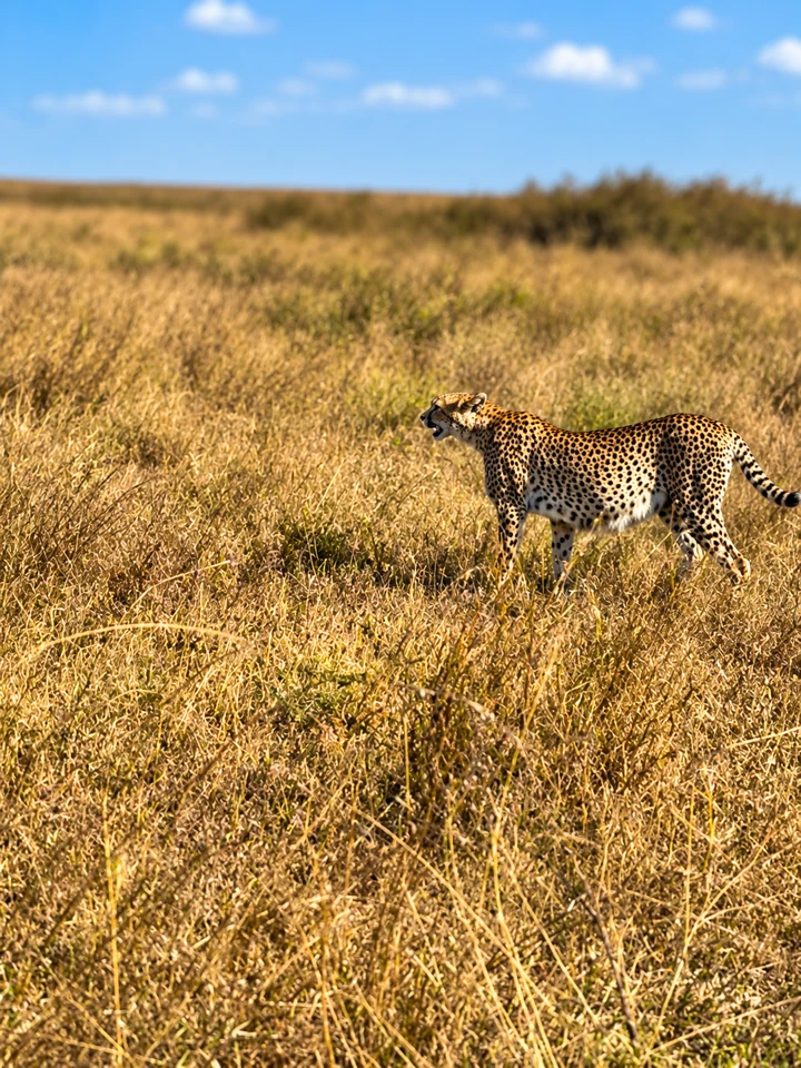 8-Day Northern Serengeti Migration Safari