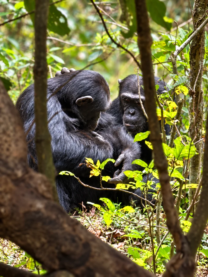 Chimpanzees among leafy branches