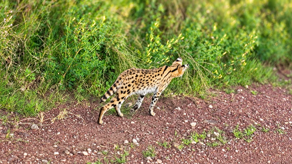 Spotted cat beside a track
