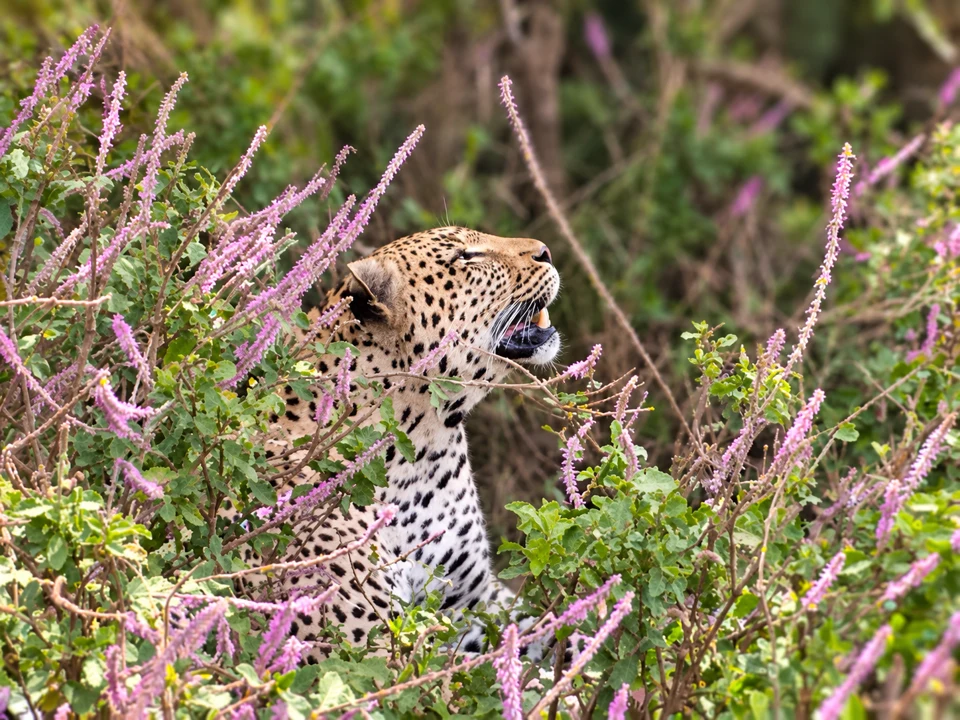 Leopard in thick vegetation