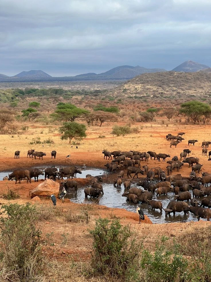 8-Day Kenya Safari
