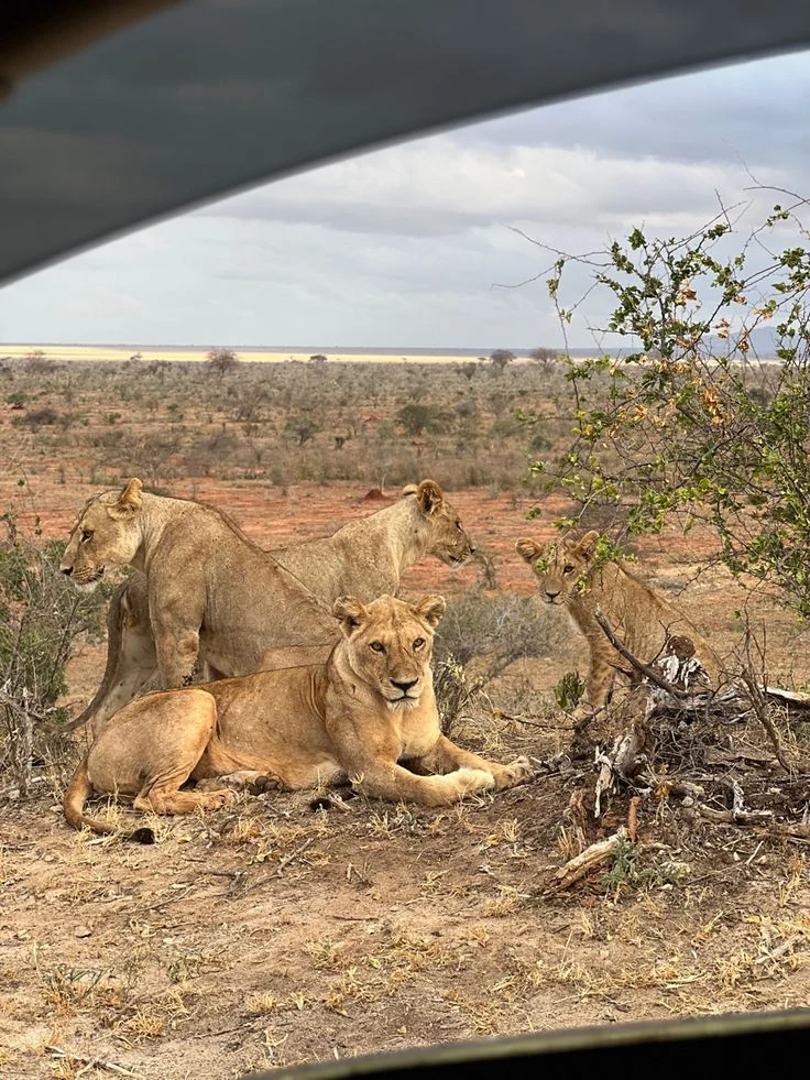 5-Day Kenya Safari