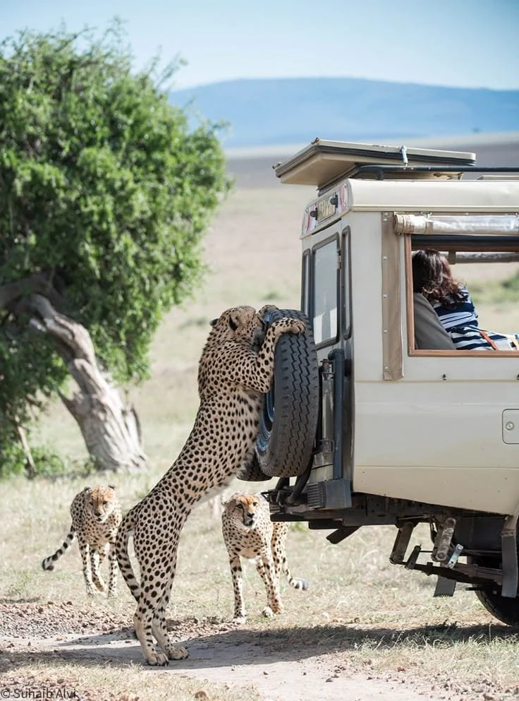 Travel inspiration from our coastal and safari collection